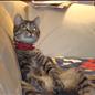 our rescue cat Alvin